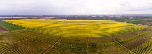 Rape field panorama